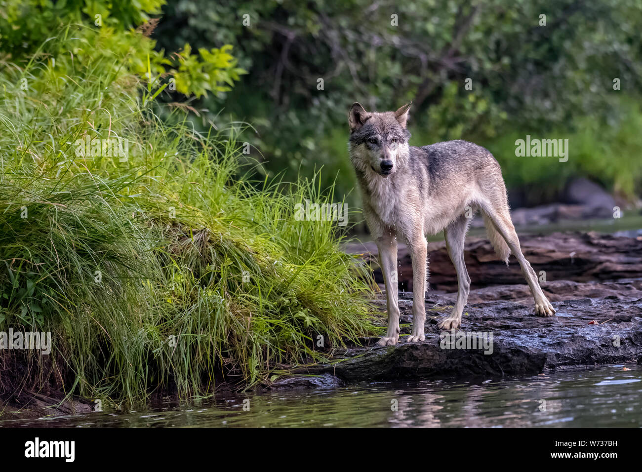 Grey Wolf poised on the Rocky Bank of a Flowing River Stock Photo