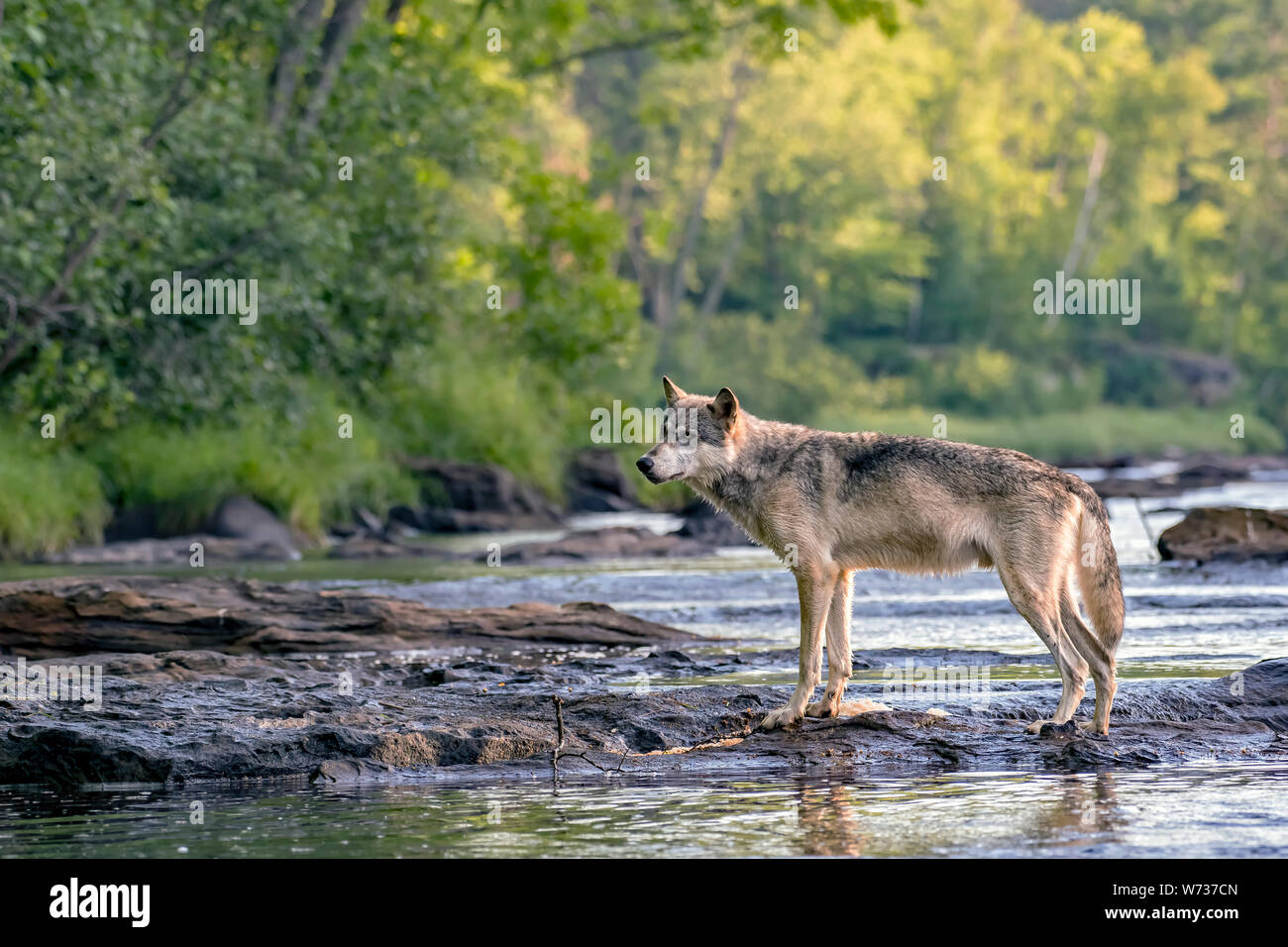 Grey Wolf walking across Rocks in a Flowing River Stock Photo