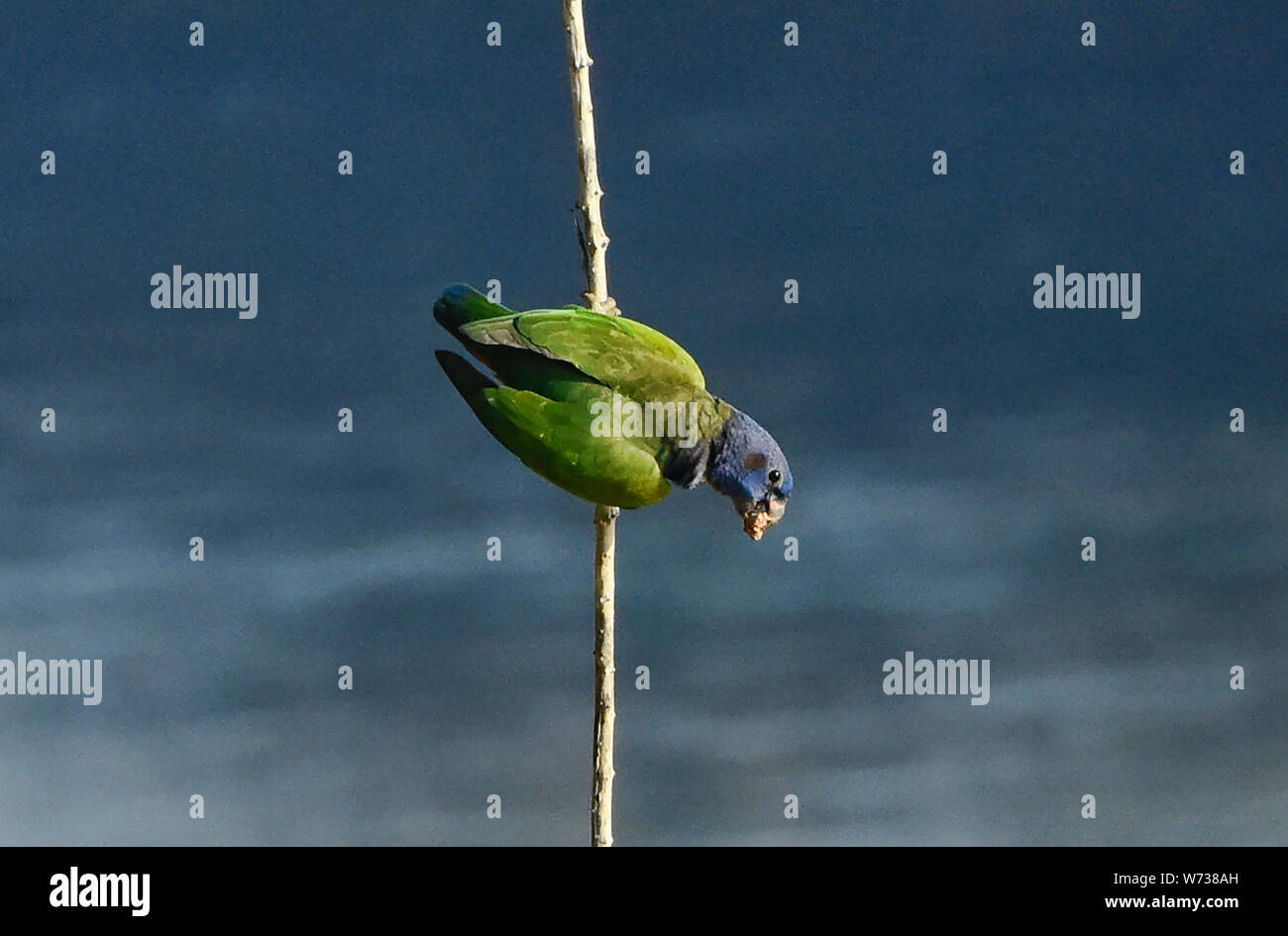 Blue-headed parrot hanging above the Tambopata River, Peruvian Amazon Stock Photo