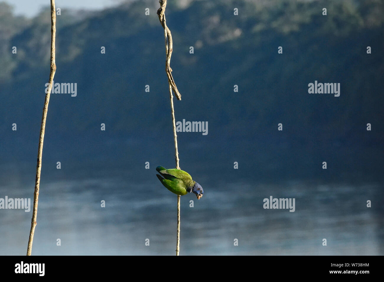 Blue-headed parrot hanging above the Tambopata River, Peruvian Amazon Stock Photo