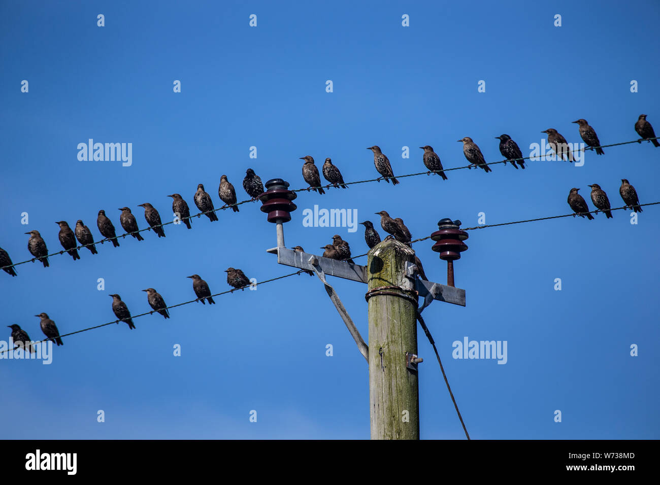 many birds sitting on a power supply line in blue sky Stock Photo - Alamy