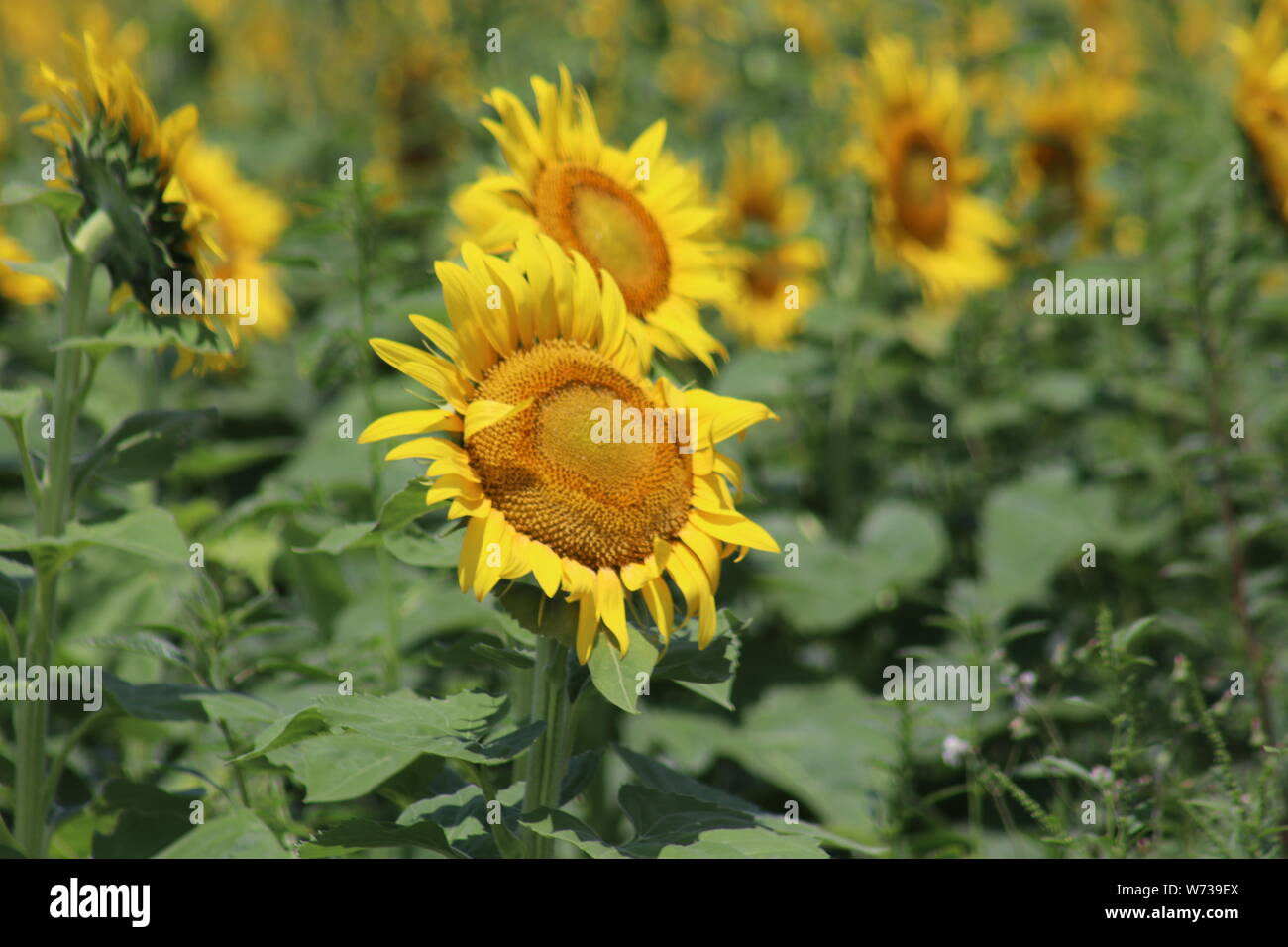 Sunflower heads Stock Photo