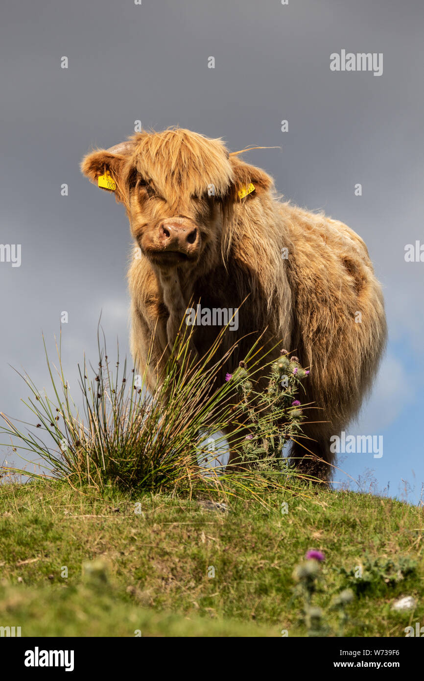 Cattle offspring hi-res stock photography and images - Alamy