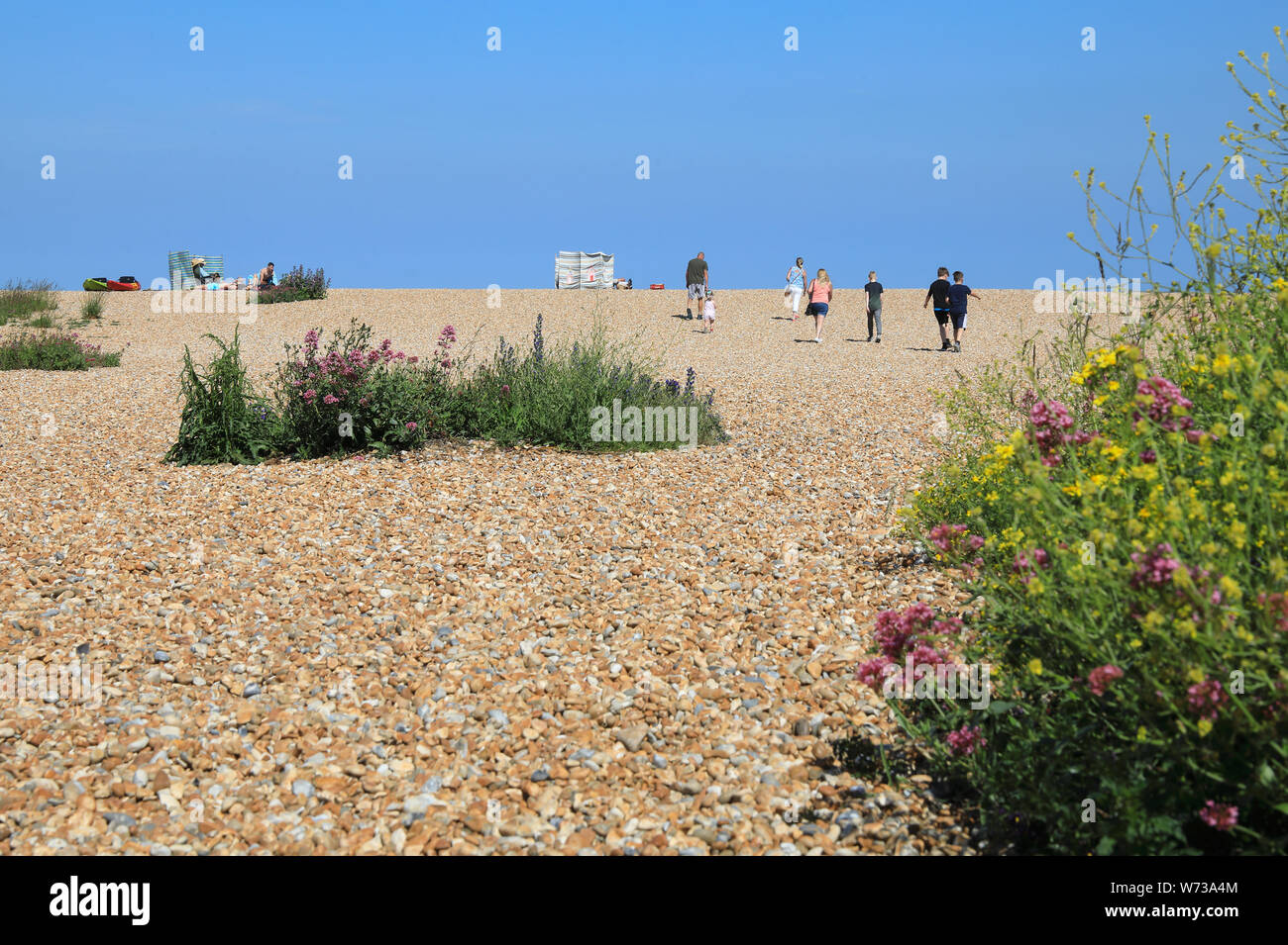 Coastal Plants Uk Stock Photos & Coastal Plants Uk Stock Images Alamy