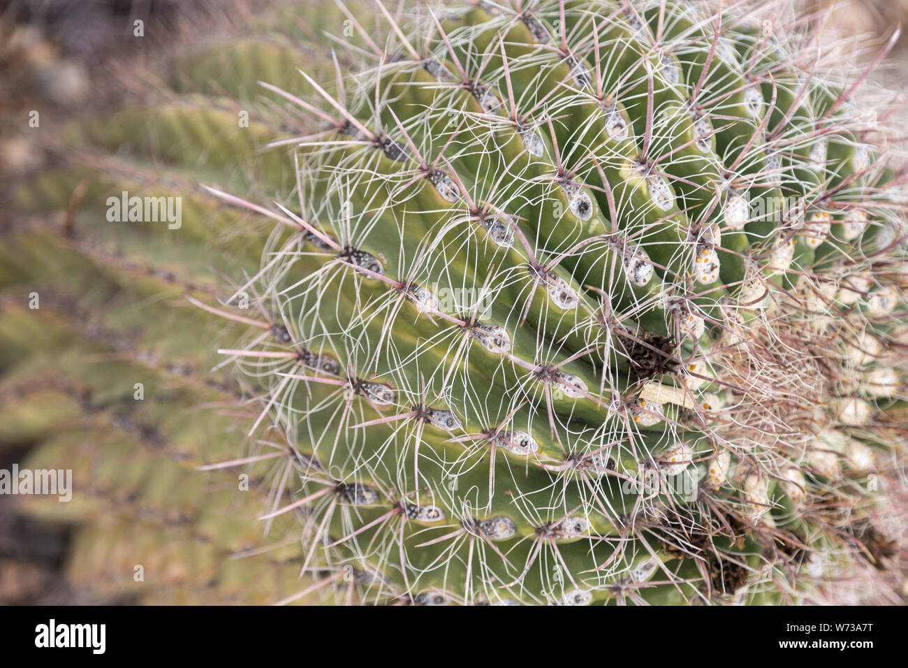 A cactus in Arizona's Sonoran Desert Stock Photo - Alamy