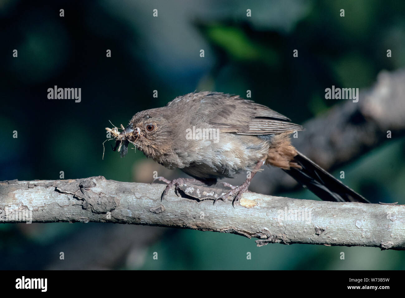 California Towhee bird biting down on cricket that was foraged for a