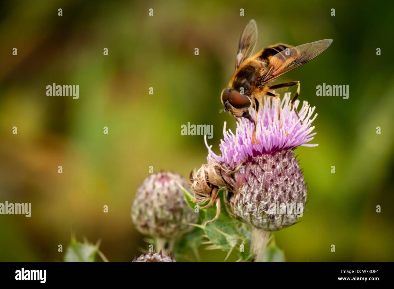 Male Syrphus ribesii hoverfly close up on pink Bull Thistle or Cirsium vulgare or spare thistle or common thistle, UK, Europe Stock Photo