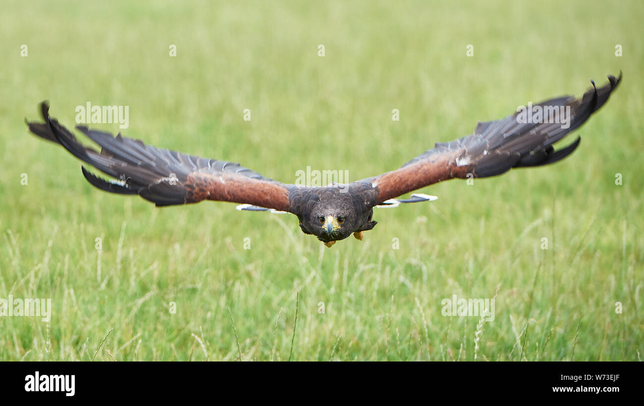 Harris Hawk in flight, swooping low over a field. Looking directly into the camera lens.  Head pin sharp and flight movement in wings. Stock Photo