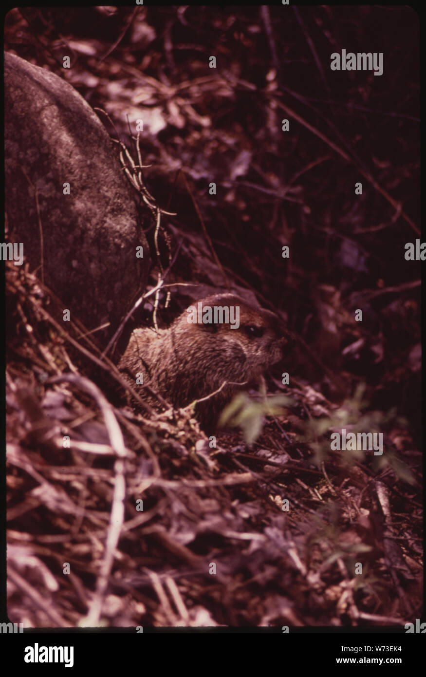 Woodchuck forest hires stock photography and images Alamy