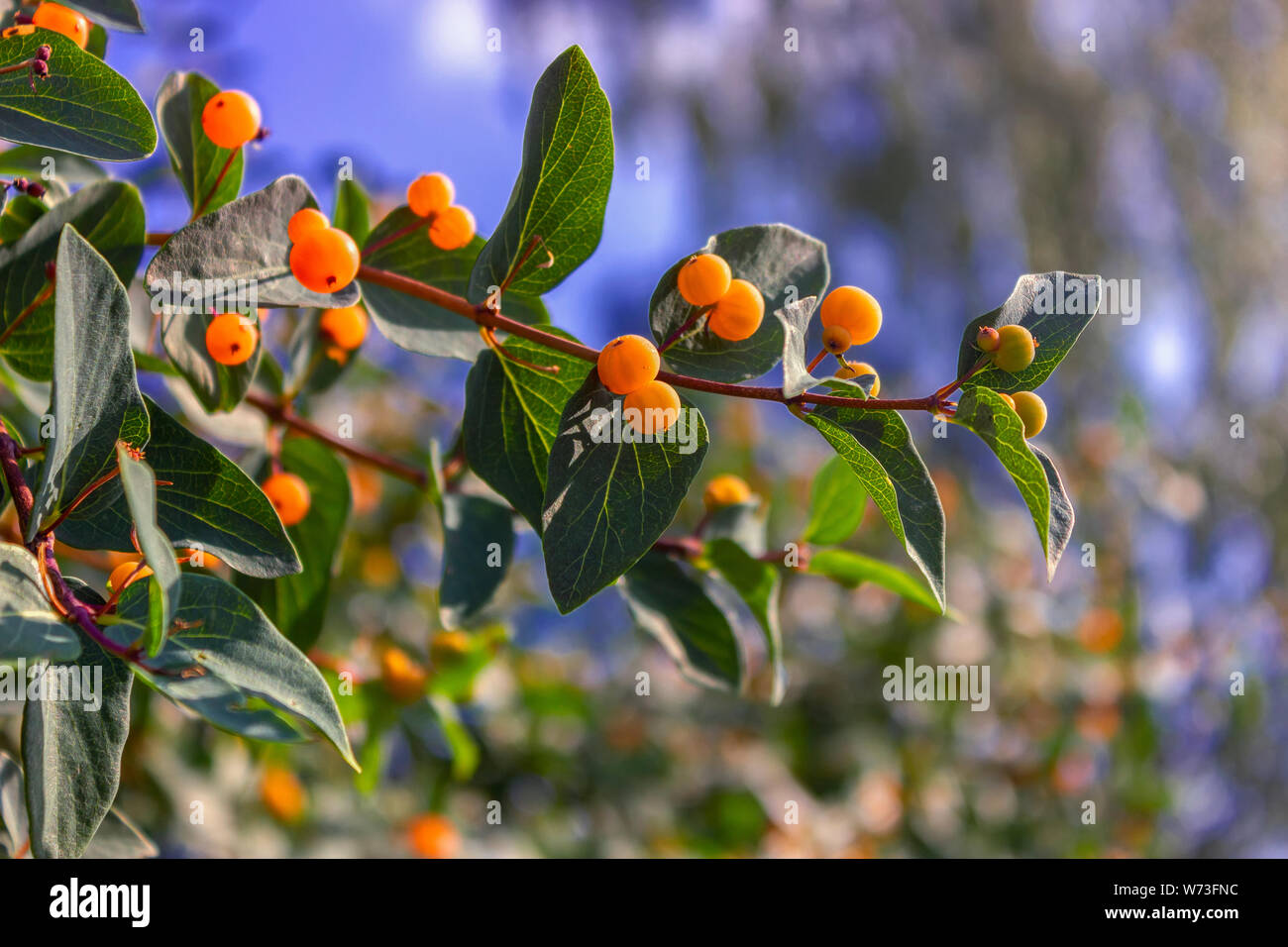 Branches of Frangula alnus with red berries. Stock Photo