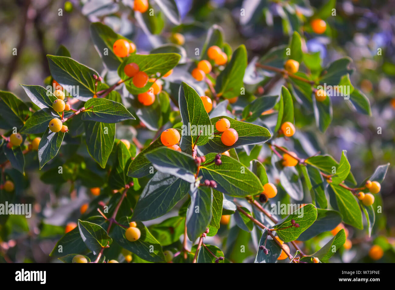 Branches of Frangula alnus with red berries. Stock Photo