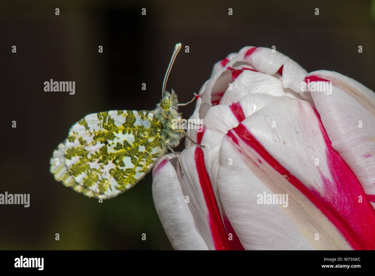 Orange Tip Butterfly (Anthocharis cardamines) on  tulip flower Stock Photo
