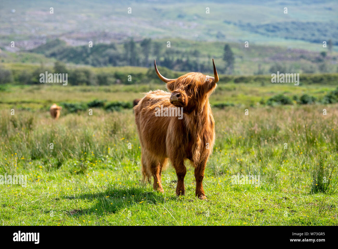 Highland cattle on the Applecross Peninsula in north west Scotland. Stock Photo