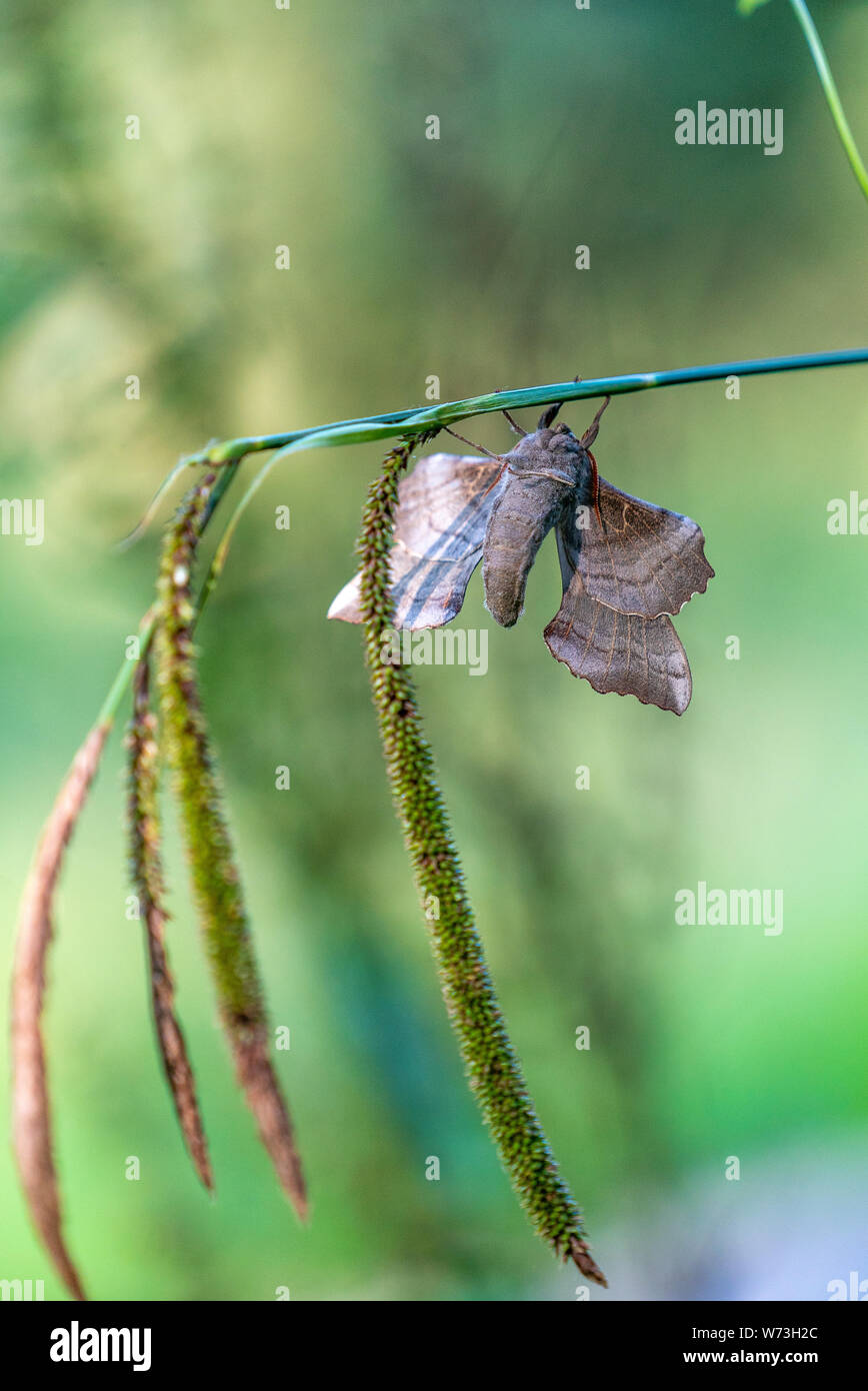 Laothoe populi (Poplar hawk-moth) in woods near Stourhead, Warminster UK Stock Photo