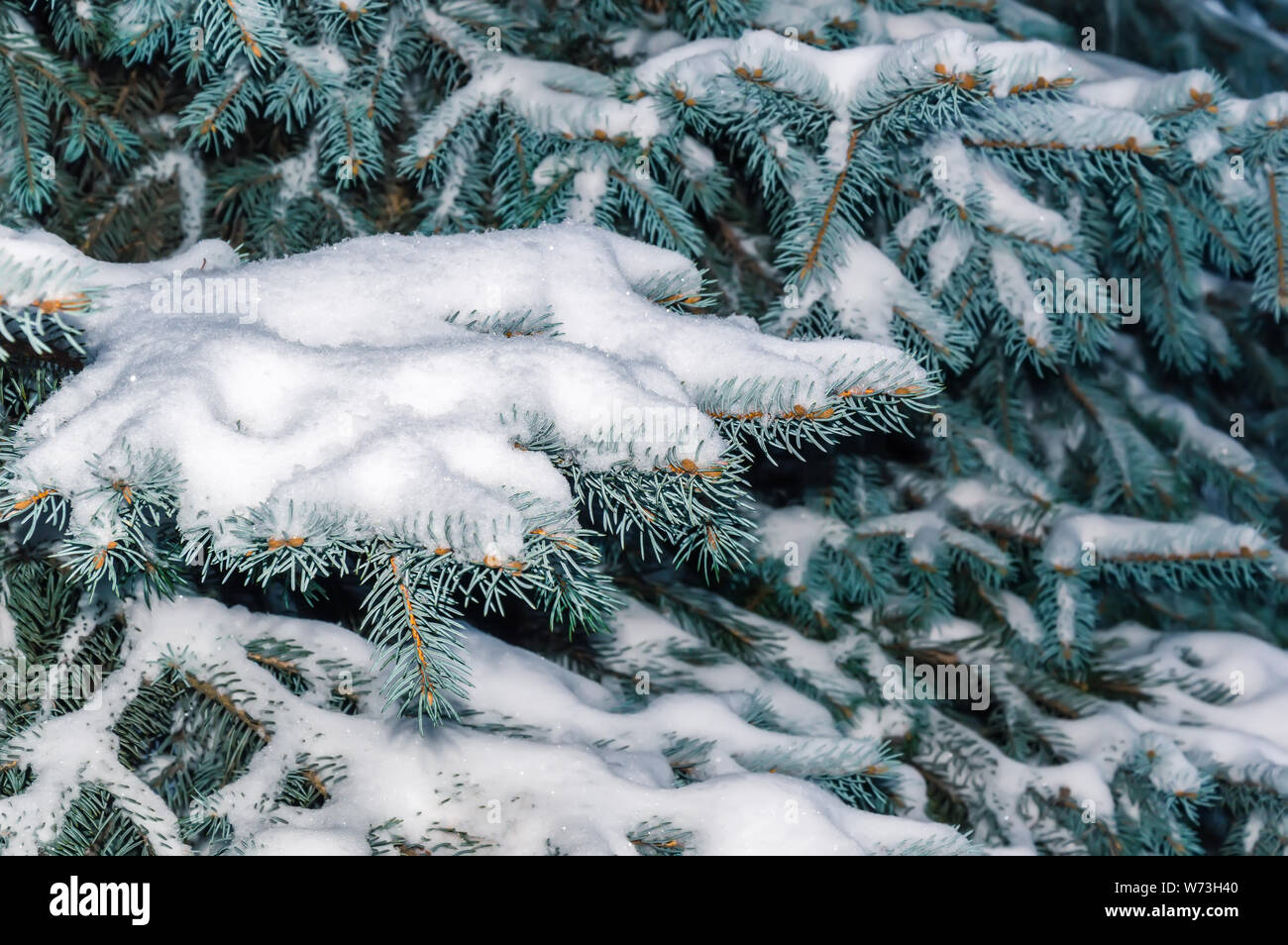 Fir tree branch covered with snow. Snowy winter background with Christmas tree outdoors Stock Photo