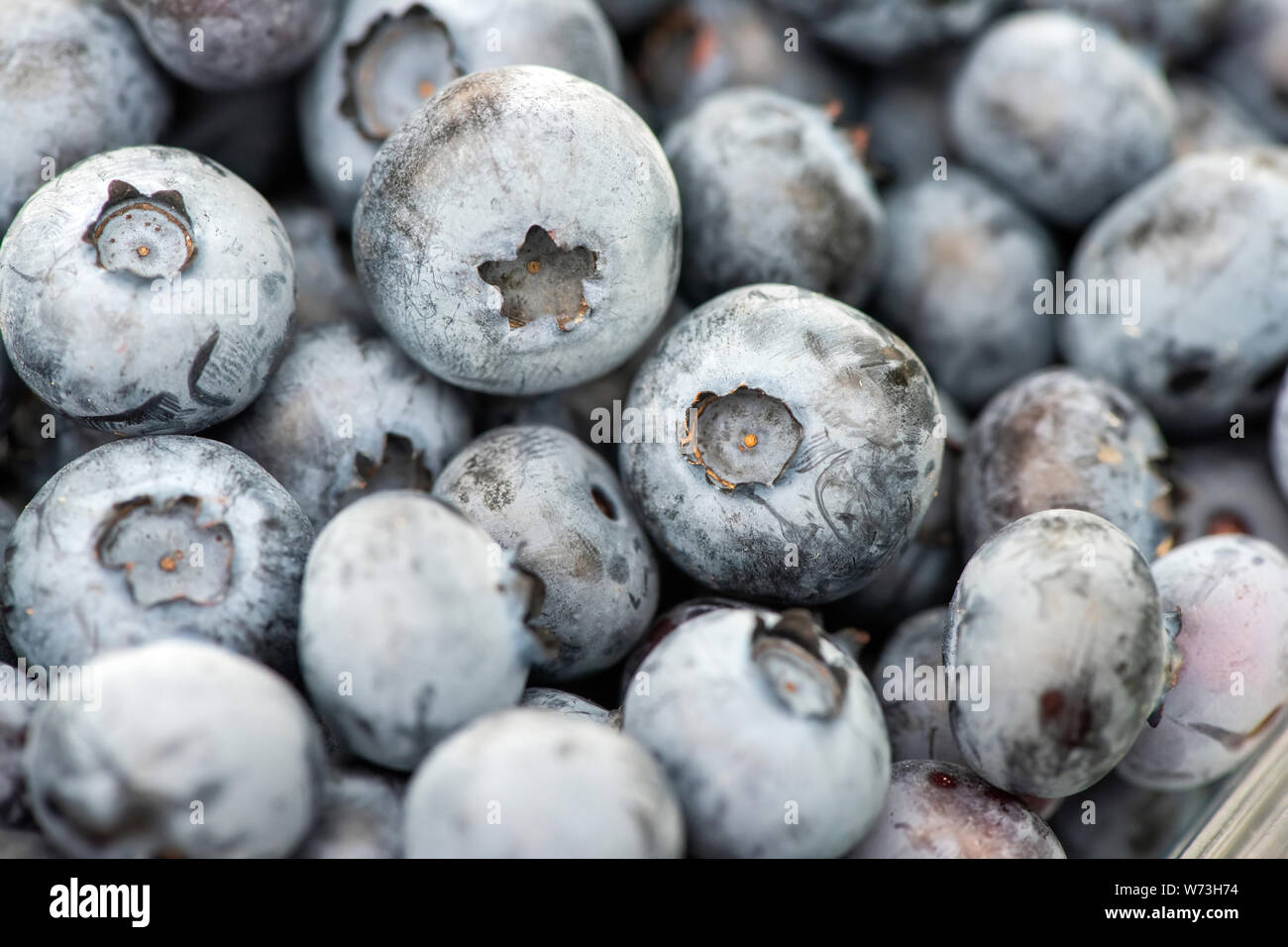 Close up background texture of fresh organic blueberries Stock Photo