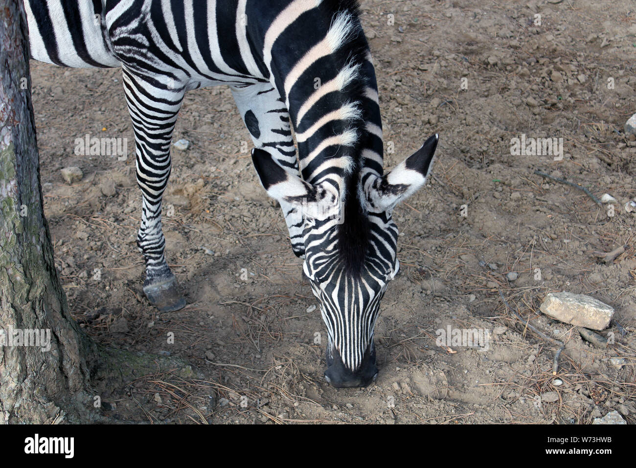 High angle view of a Zebra's half body, head and neck. The Zebra is grazing, next to a tree trunk. Stock Photo