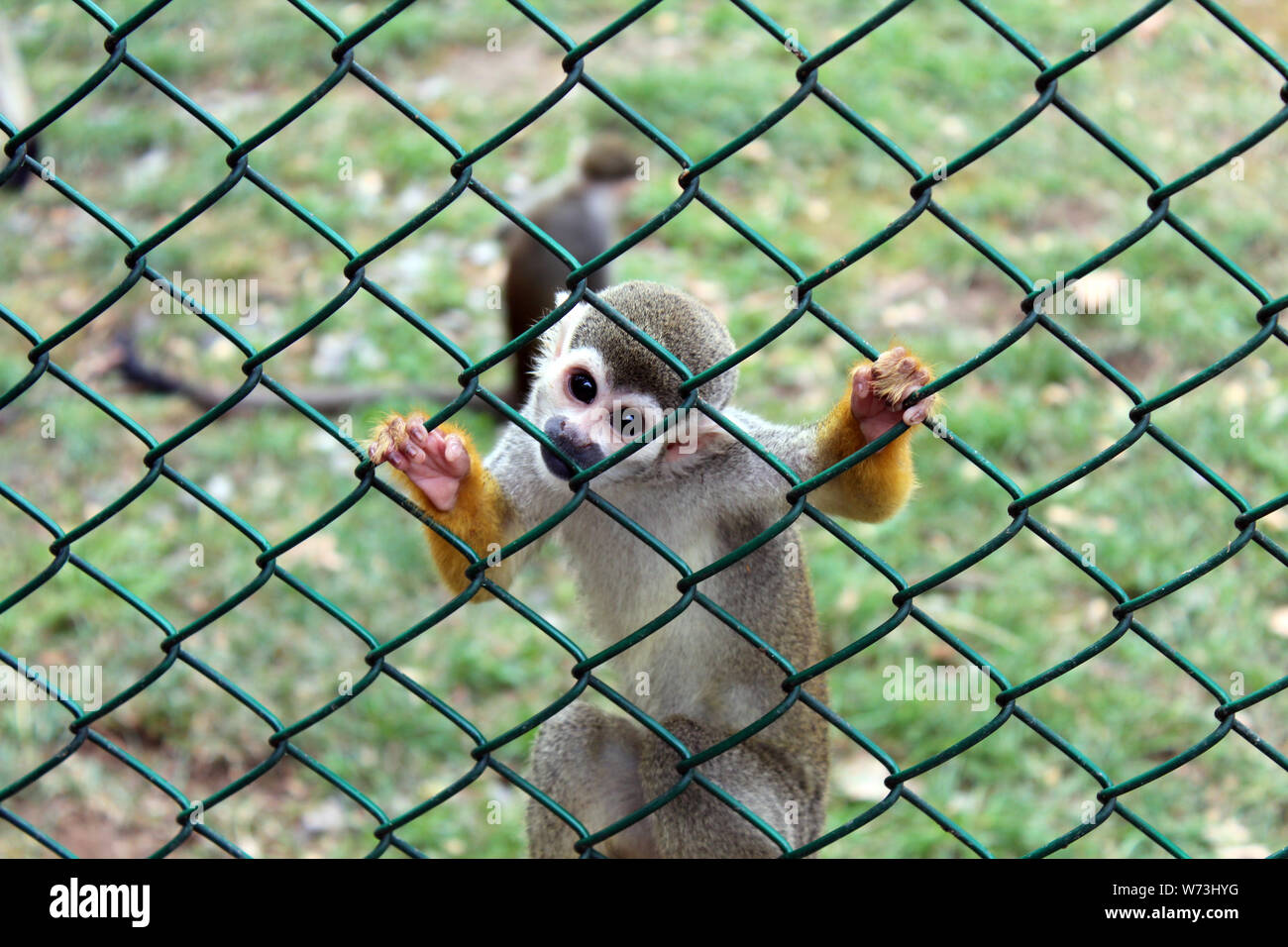 Half body portrait of a spider monkey on fence curiously staring at the observer. Stock Photo