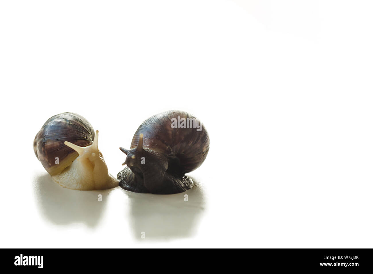 Two isolated brown and white Achatina with a spiral shell crawling on the light table on a sunny day with copy space. Extreme close up macro healing m Stock Photo