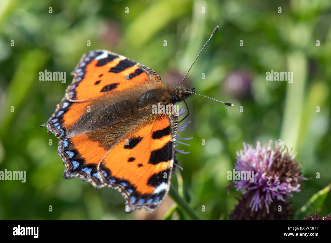 Small tortoiseshell butterfly (Aglais urticae) Stock Photo