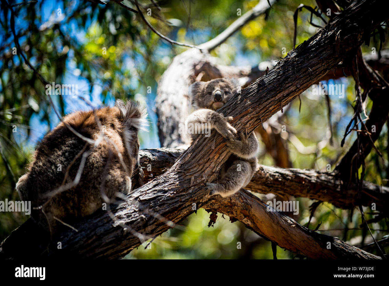 The koala, or, inaccurately, koala bear is an arboreal herbivorous