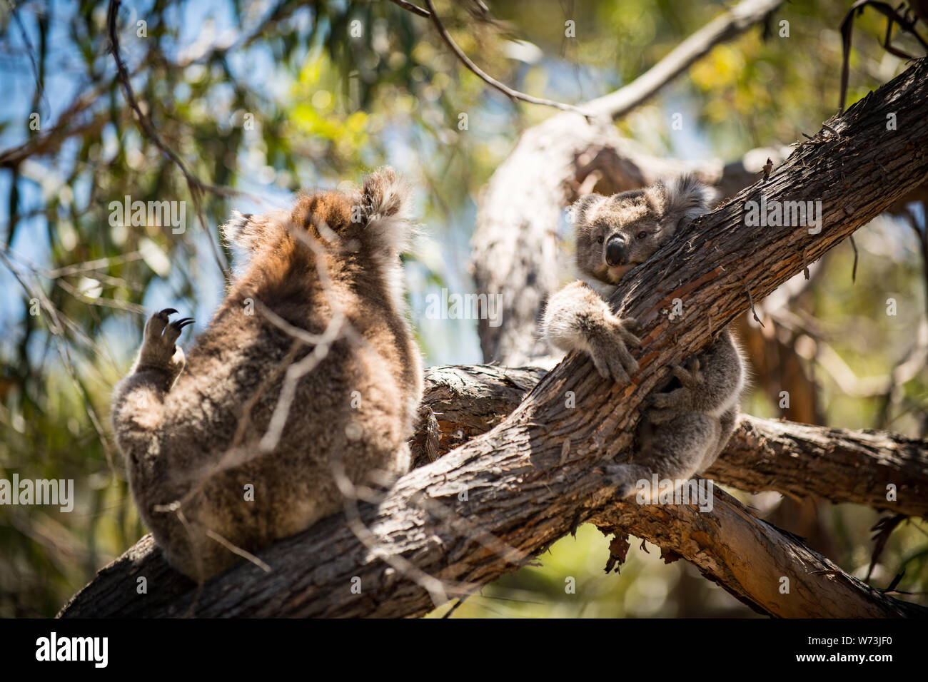 The koala, or, inaccurately, koala bear is an arboreal herbivorous