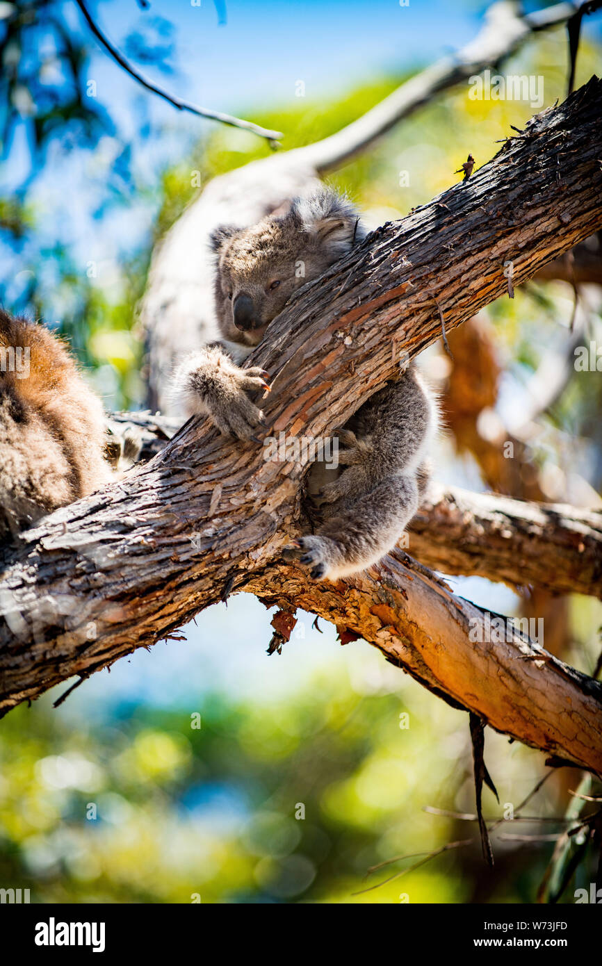 The koala, or, inaccurately, koala bear is an arboreal herbivorous