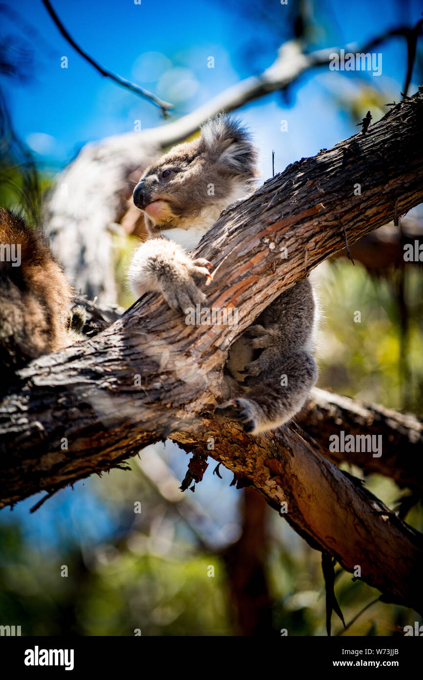 The koala, or, inaccurately, koala bear is an arboreal herbivorous