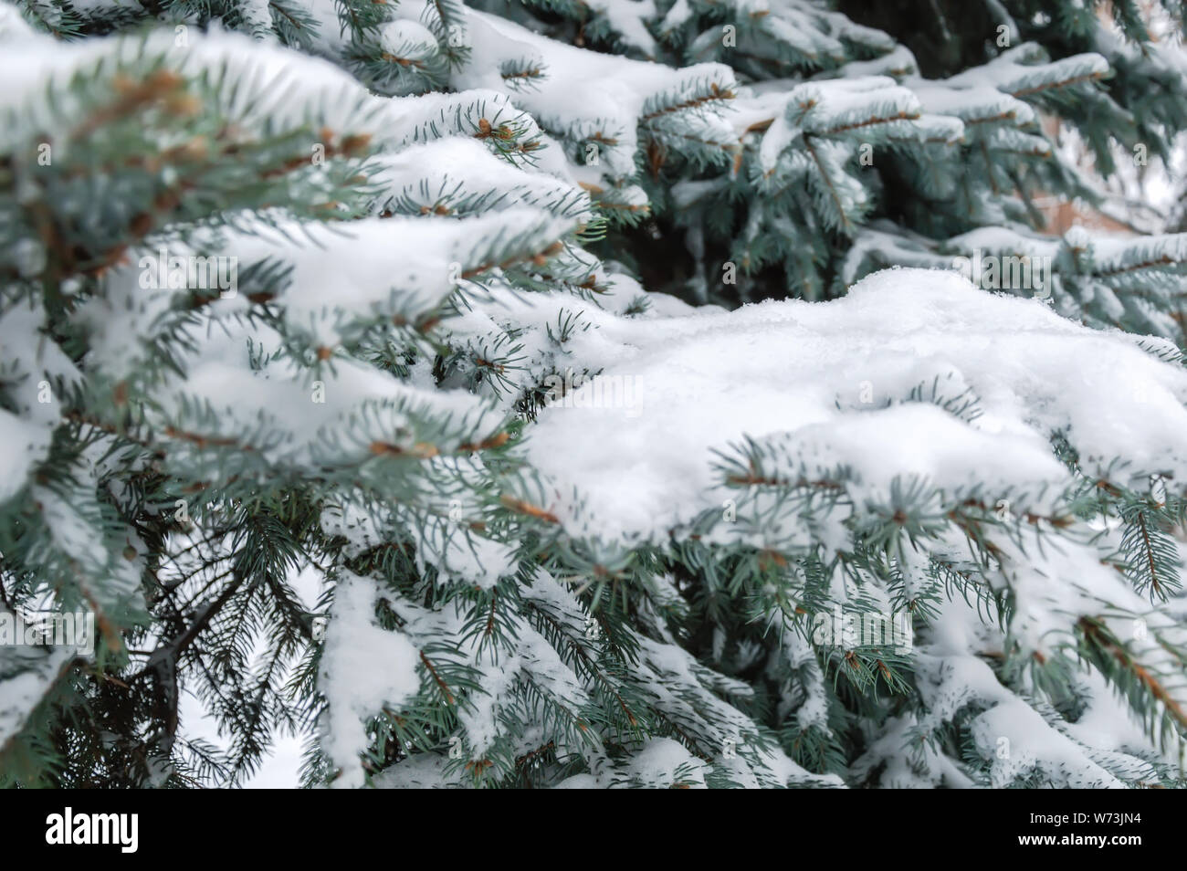 Fir tree branch covered with snow. Snowy winter background with Christmas tree outdoors Stock Photo