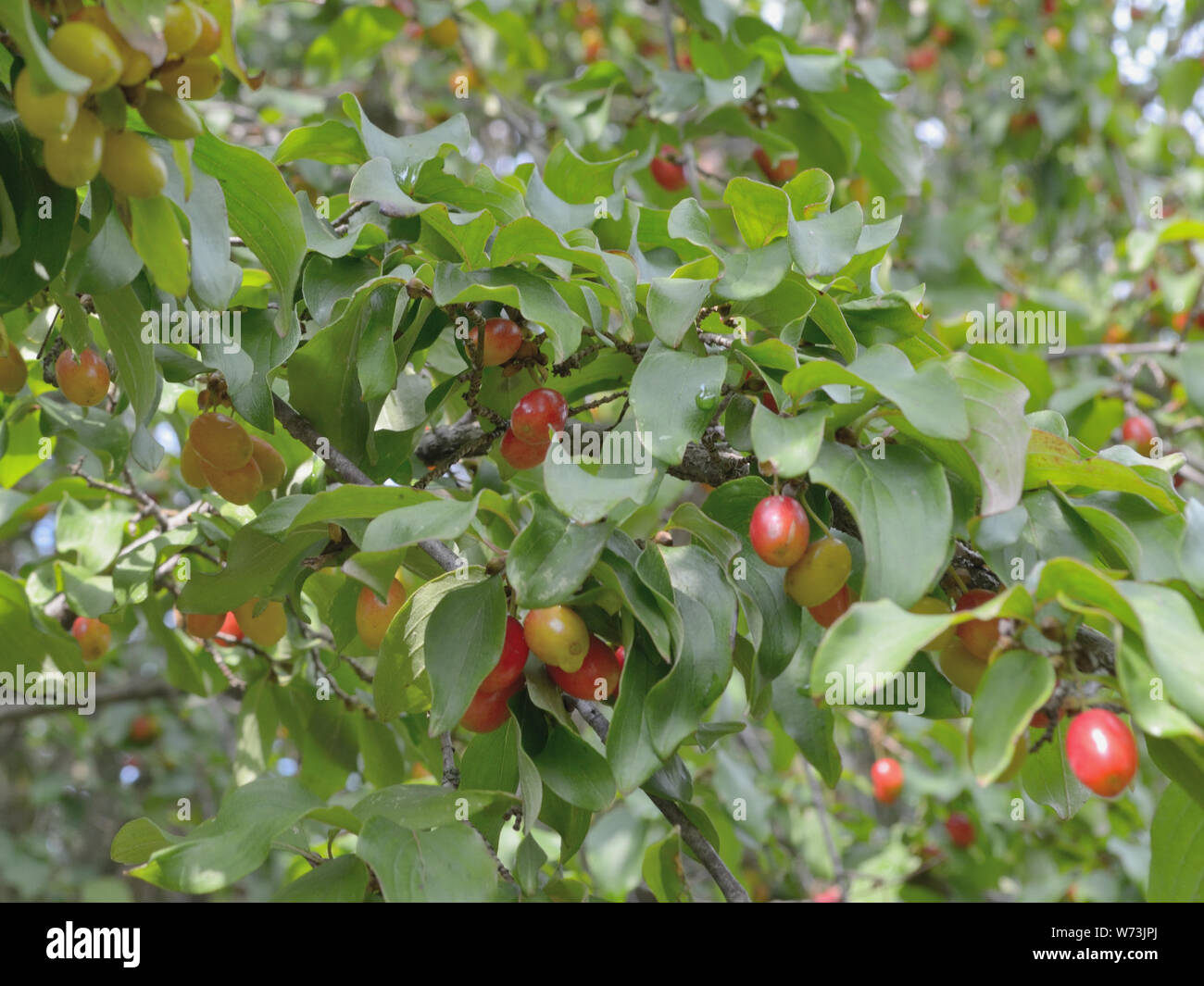 Cornelian cherry fruit on tree, Cornus mas Stock Photo