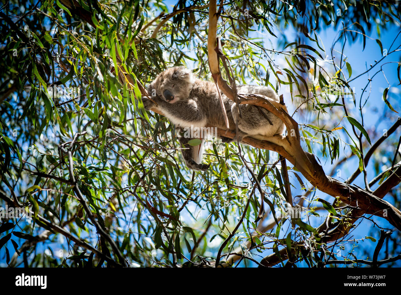 The koala, or, inaccurately, koala bear is an arboreal herbivorous