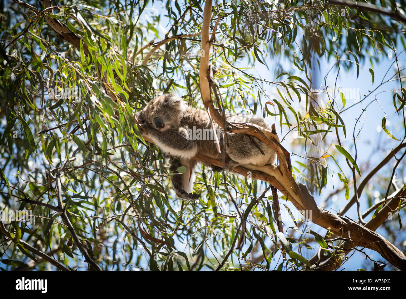The koala, or, inaccurately, koala bear is an arboreal herbivorous
