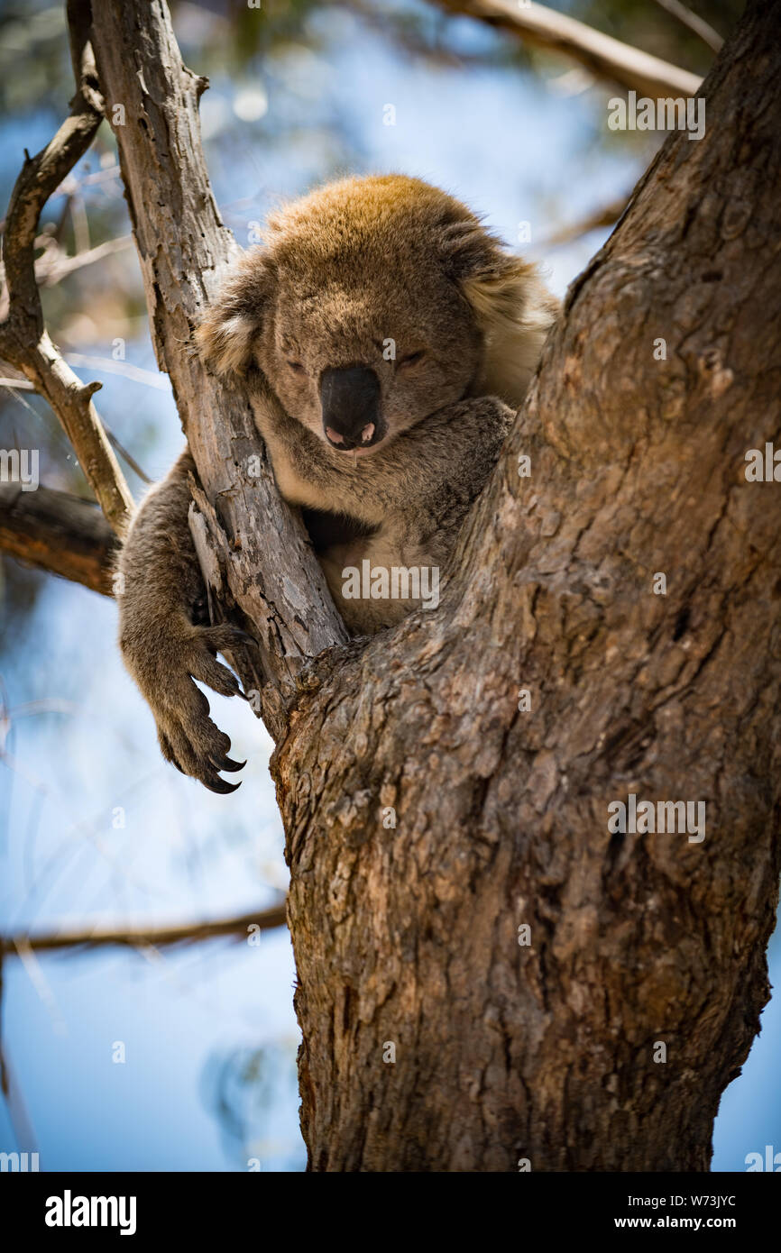 The koala, or, inaccurately, koala bear is an arboreal herbivorous
