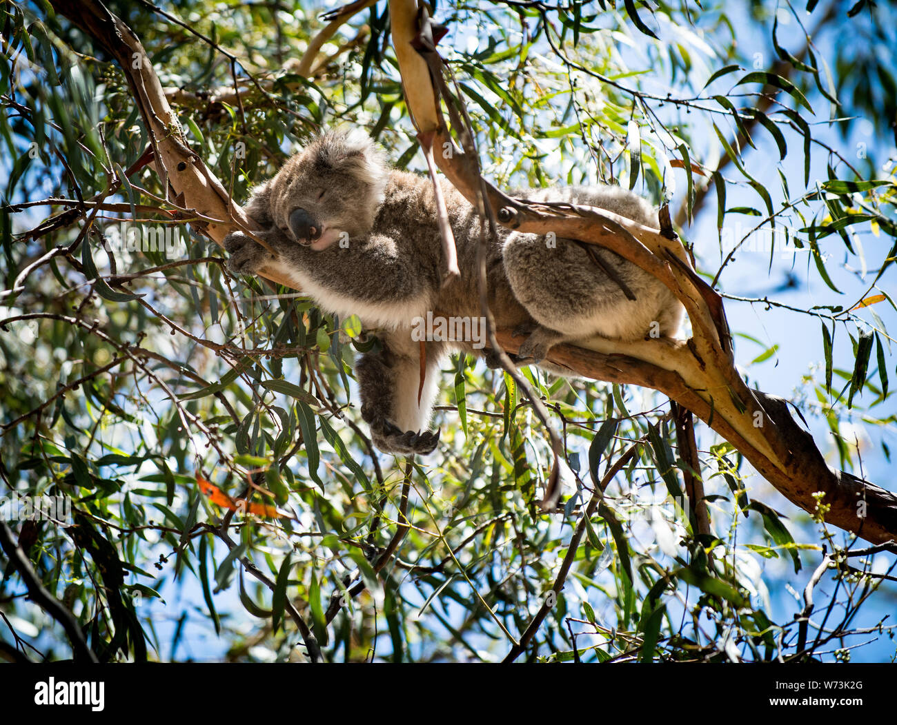The koala, or, inaccurately, koala bear is an arboreal herbivorous