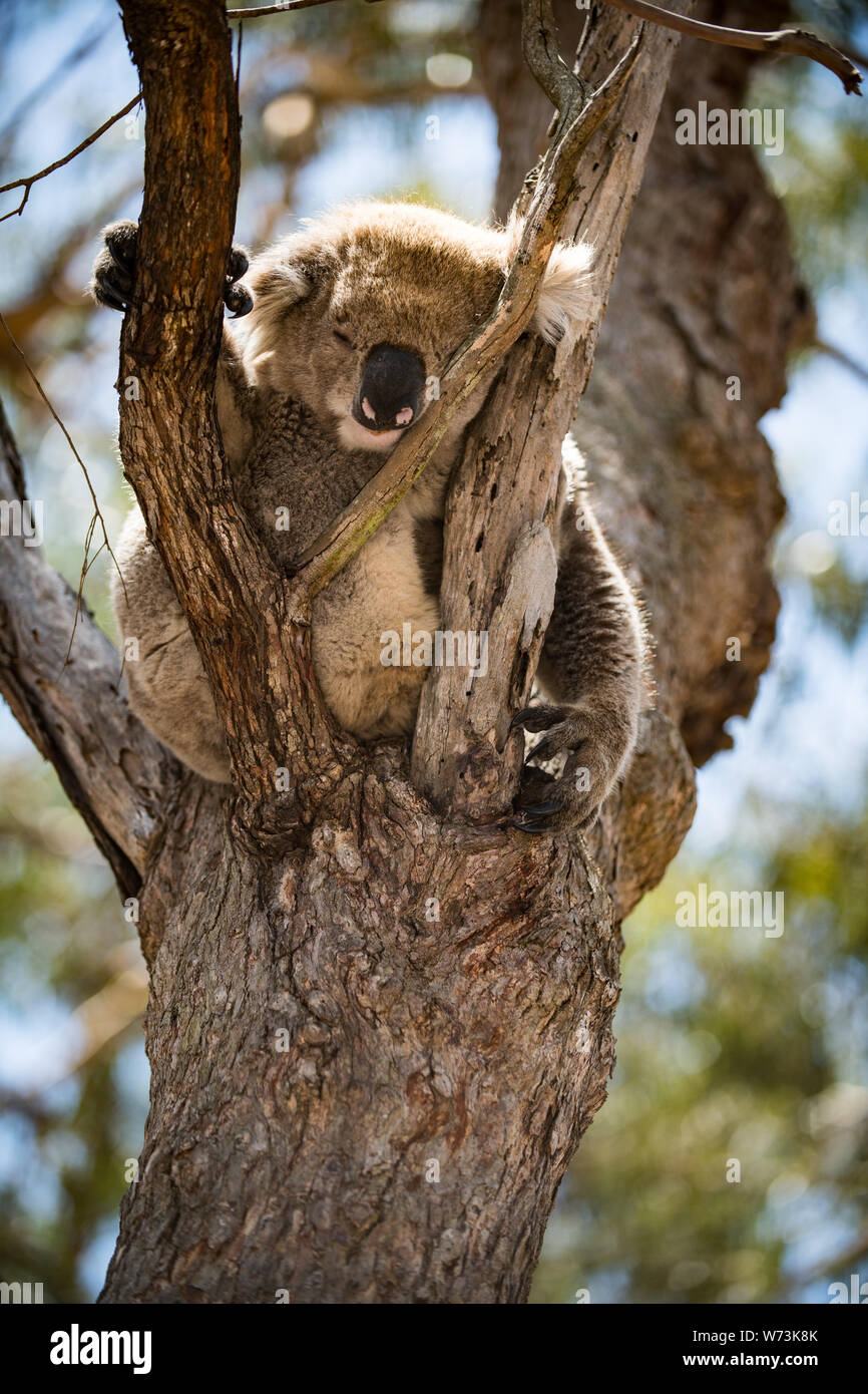 The koala, or, inaccurately, koala bear is an arboreal herbivorous
