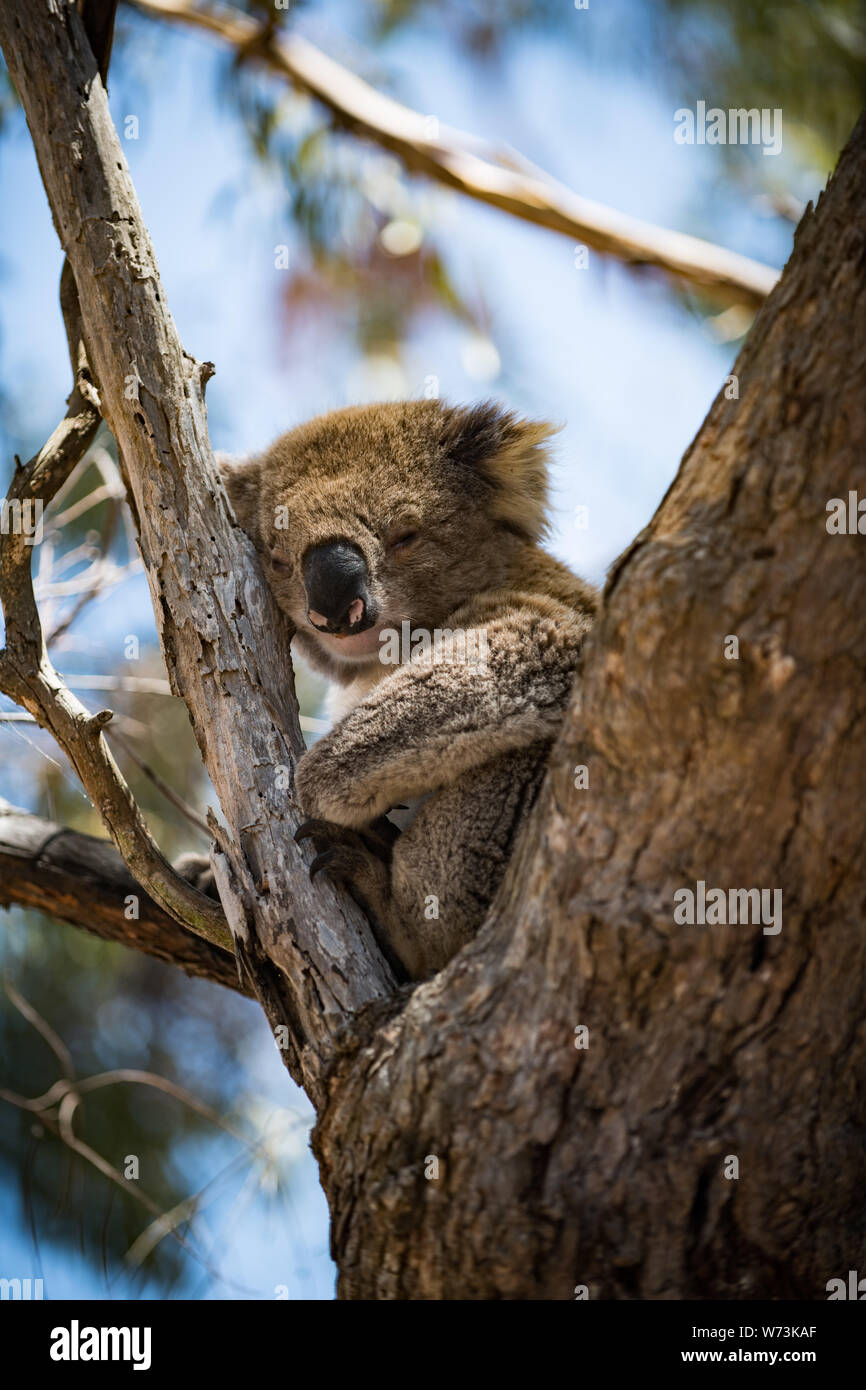 The koala, or, inaccurately, koala bear is an arboreal herbivorous