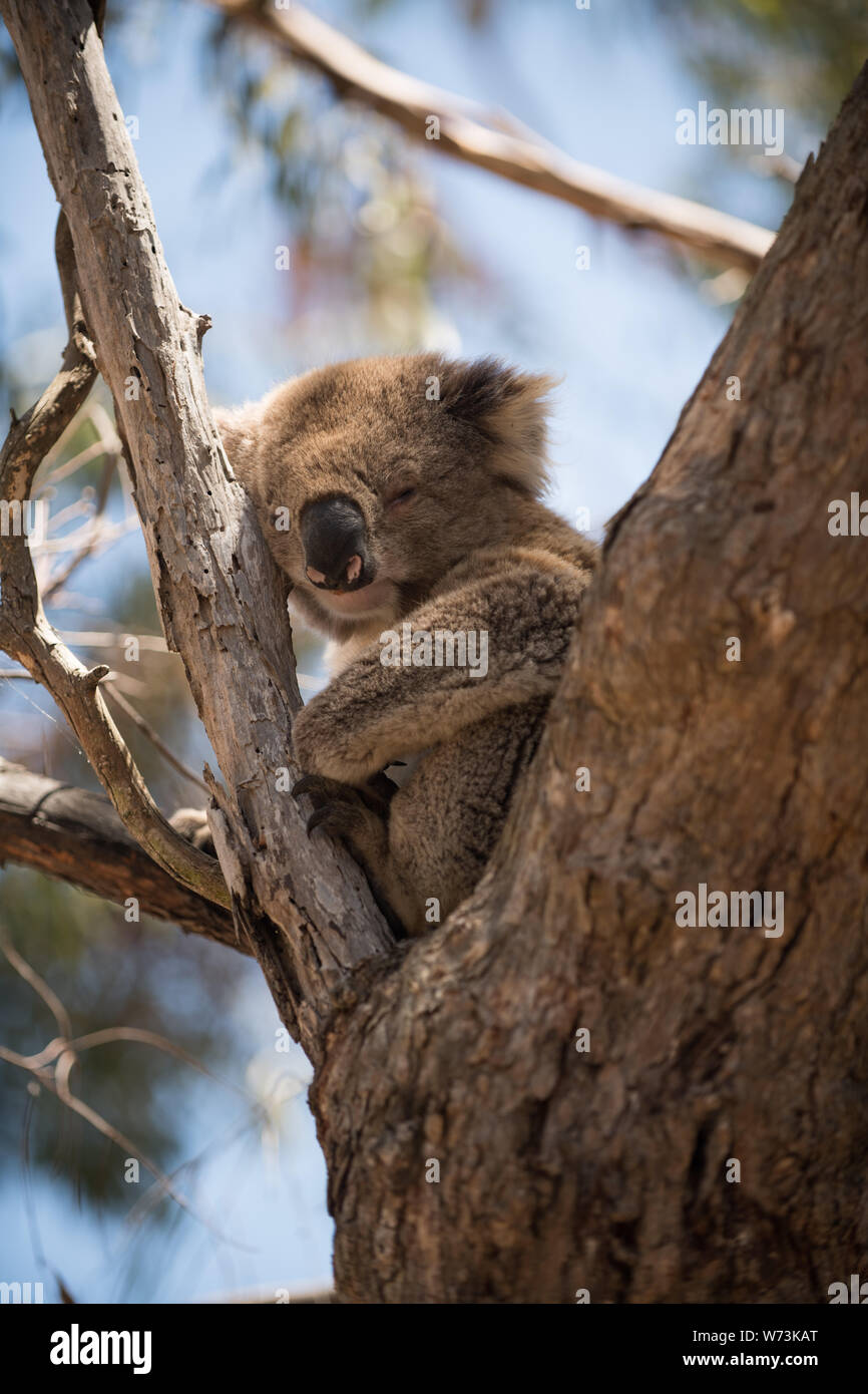 Nocturnal arboreal marsupial High Resolution Stock Photography and