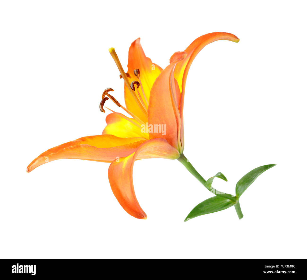Orange Lily flower isolated on white background Stock Photo Alamy