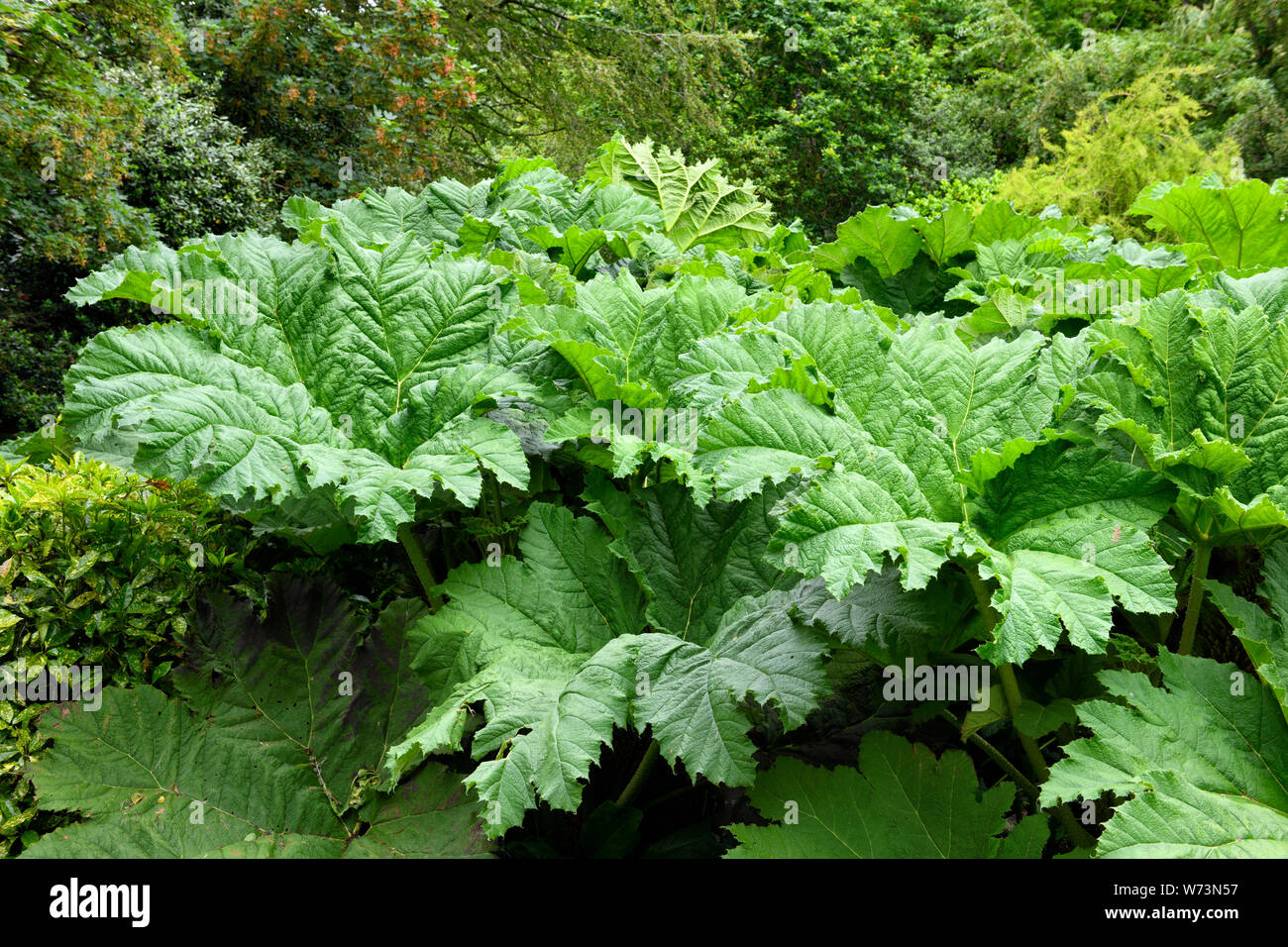 Giant Gunnera leafs on the grounds of St Just's Church in St Just in Roseland Cornwall England Stock Photo
