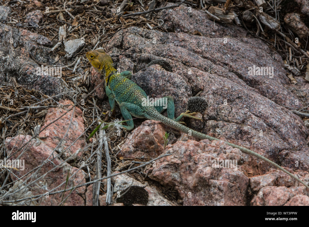 An adult male Eastern Collared Lizard (Crotaphytus collaris) from Mesa