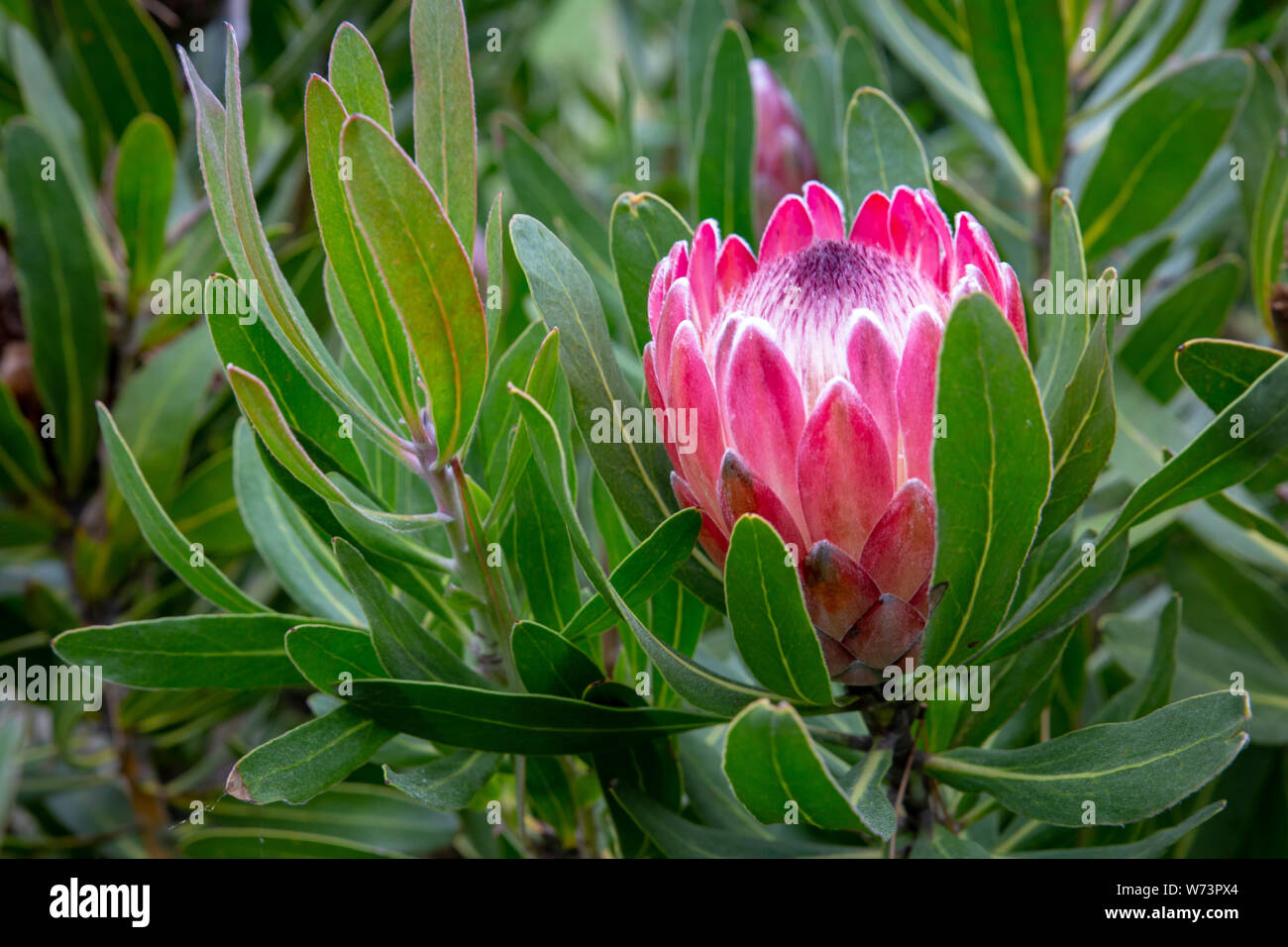 Pink protea flowers and buds on a protea bush, are popular flowers with florists for bouquet colour in winter Stock Photo