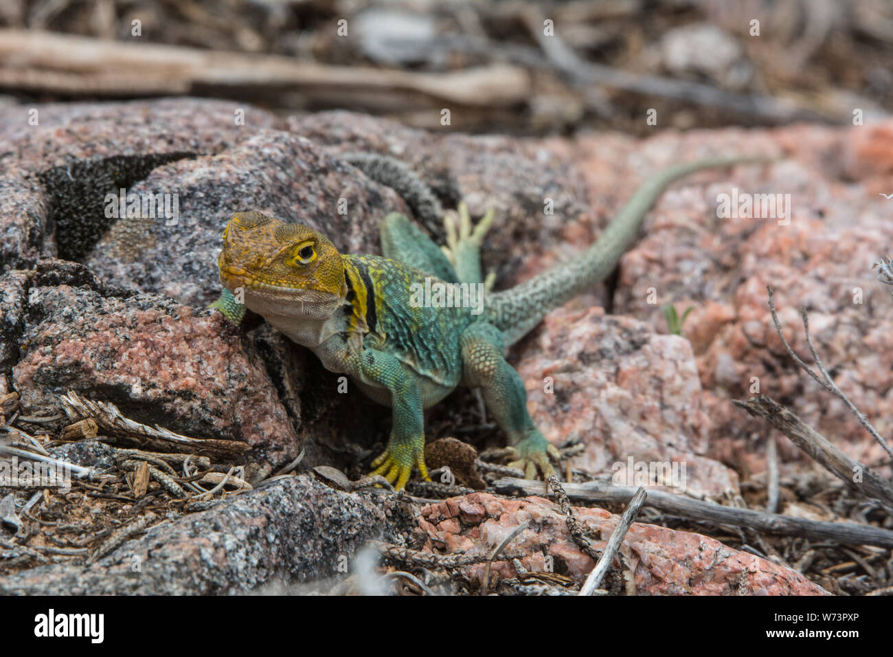 An adult male Eastern Collared Lizard (Crotaphytus collaris) from Mesa