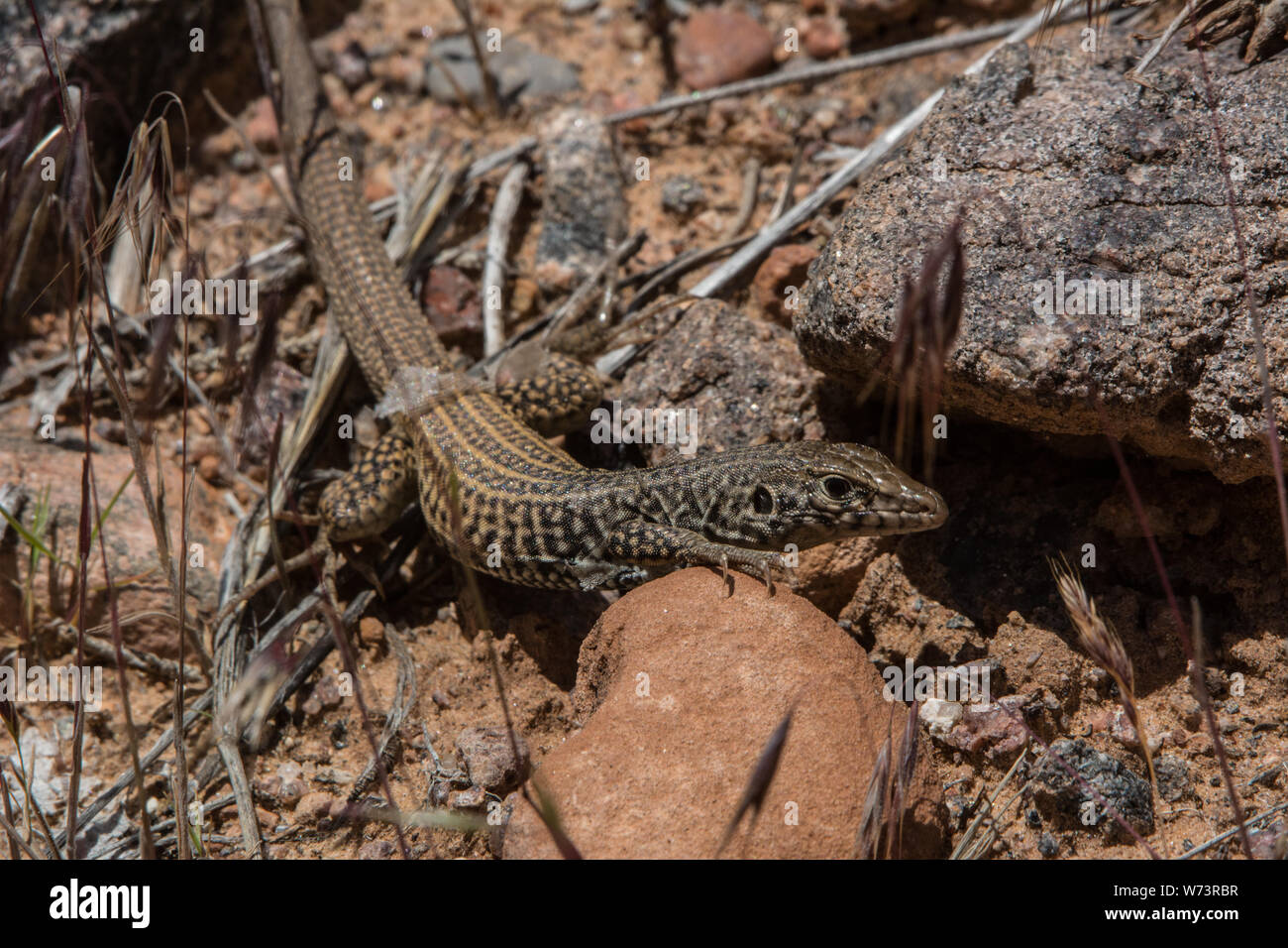 Plateau Tiger Whiptail (Aspidoscelis tigris septentrionalis) from Mesa County, Colorado, USA. Stock Photo