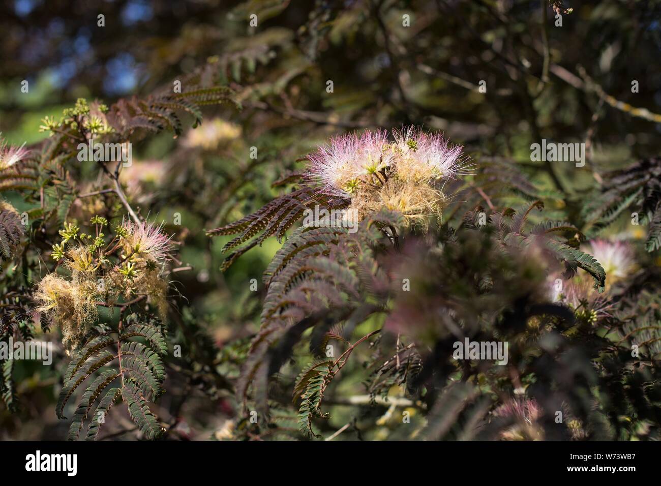 Close up of julibrissin 'Persian Silk Tree' Stock Photo Alamy