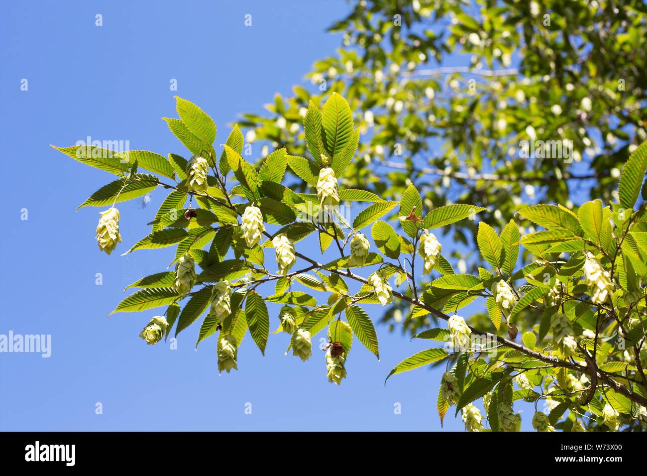 Carpinus japonica tree detail. Stock Photo