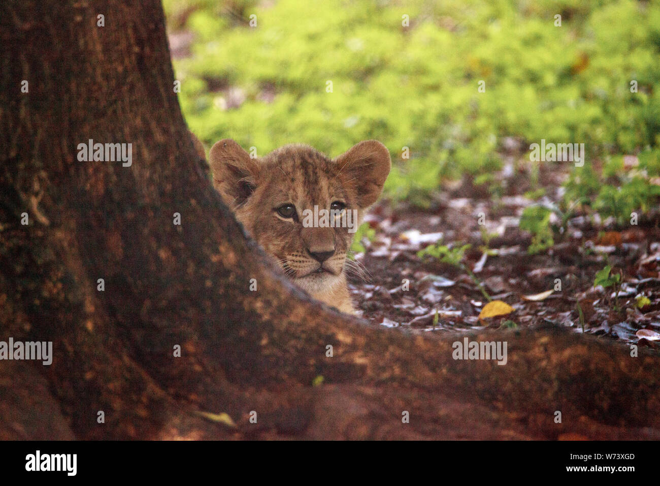 Baby African lion cub Panthera leo nursing from its mother lioness