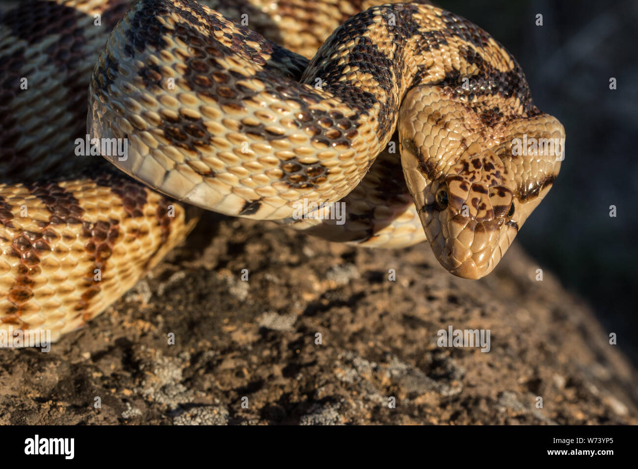 Great Basin Gophersnake (Pituophis Catenifer Deserticola) From Delta ...