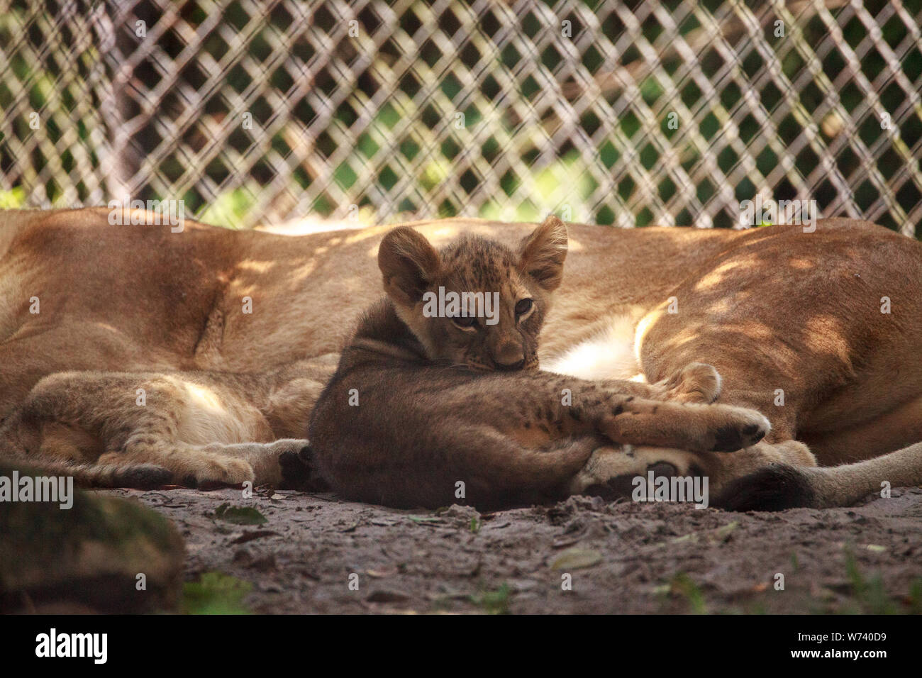 Baby African lion cub Panthera leo nursing from its mother lioness ...