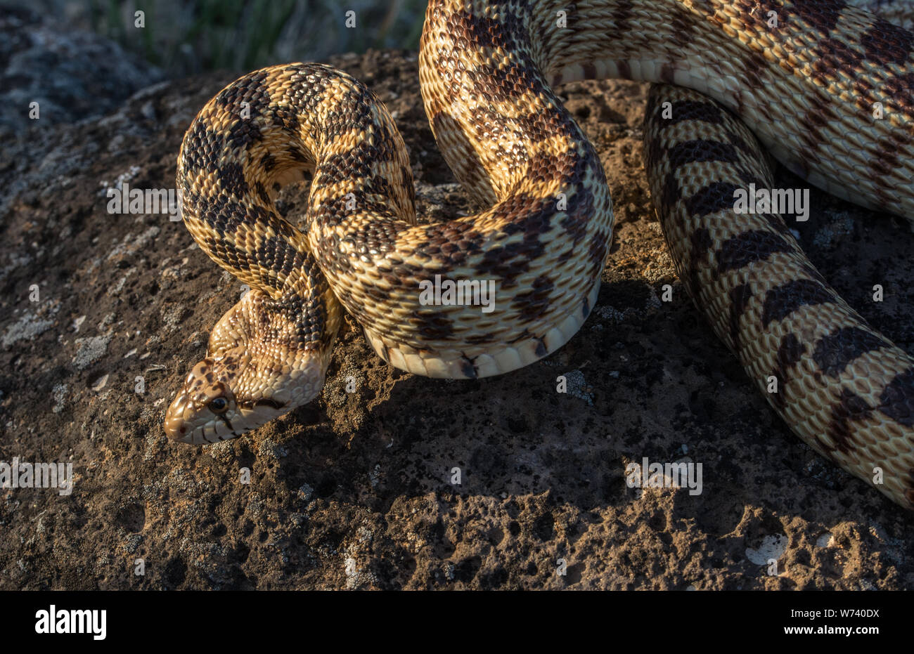 Great Basin Gophersnake (Pituophis Catenifer Deserticola) From Delta ...