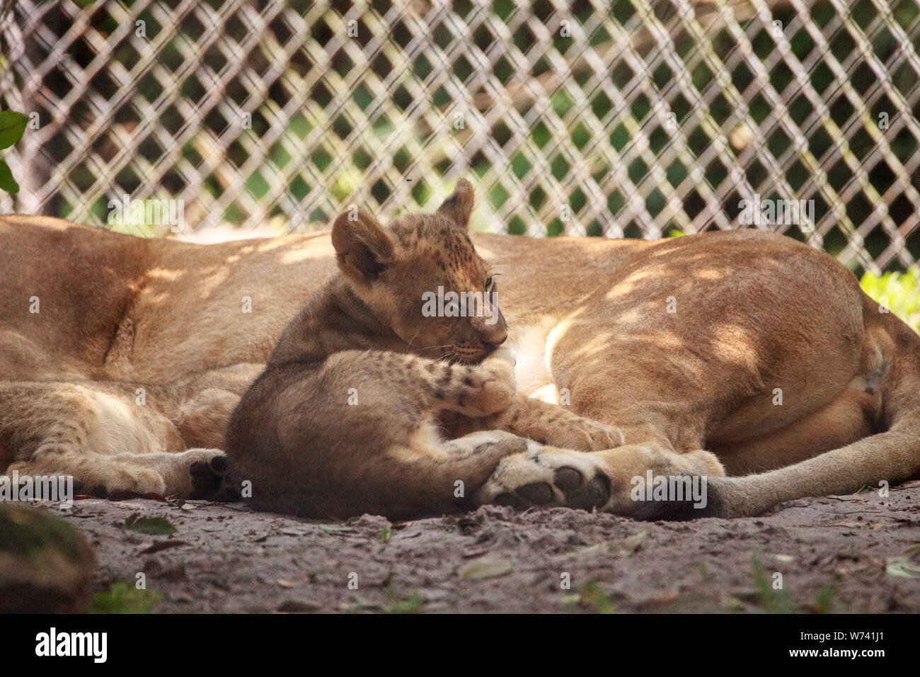 Baby African lion cub Panthera leo nursing from its mother lioness